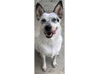 Adopt Jenny a White Australian Cattle Dog / Mixed Breed (Medium) / Mixed (short