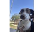 Adopt Sea G25 4/30/24 a Brown/Chocolate Border Collie / Mixed Breed (Medium) /