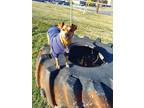 Adopt Duce a Brown/Chocolate Patterdale Terrier (Fell Terrier) / Mutt / Mixed