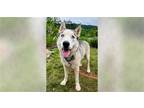 Adopt Angie a White - with Gray or Silver Husky / Mixed dog in Weaverville