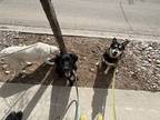 Adopt potato a Black - with White Husky / Mixed dog in Durango, CO (41395263)