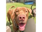 Adopt Ozzy a Brown/Chocolate - with White Mixed Breed (Large) / Mixed Breed