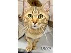 Adopt Danny a Domestic Mediumhair / Mixed cat in St. George, UT (40609674)
