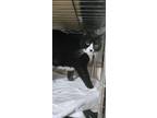 Adopt Cooper D. Zibowski a Black & White or Tuxedo Maine Coon / Mixed (medium