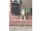 Adopt Bernie a Black - with Brown, Red, Golden, Orange or Chestnut Collie /