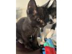 Adopt Nero a All Black American Shorthair / Mixed (short coat) cat in Ochelata