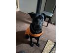Adopt Luna a Black Labrador Retriever / American Staffordshire Terrier / Mixed