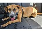 Adopt Raine a Tan/Yellow/Fawn Black Mouth Cur / Mixed dog in Manhasset