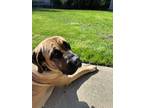 Adopt Nova a Tan/Yellow/Fawn - with Black Mastiff / Cane Corso / Mixed dog in