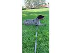 Adopt Boone a Gray/Blue/Silver/Salt & Pepper Pointer / Mixed dog in Yorba Linda