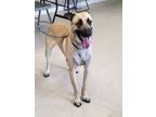 Adopt Cody a Tan/Yellow/Fawn Belgian Malinois / Mixed Breed (Medium) / Mixed