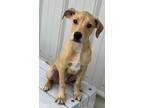 Adopt Reece a Brown/Chocolate Mixed Breed (Small) / Mixed Breed (Medium) / Mixed