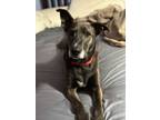 Adopt Cici a Black - with White Labrador Retriever / Whippet / Mixed dog in