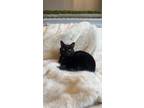 Adopt Sebastian a All Black American Shorthair / Mixed (short coat) cat in