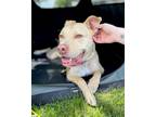Adopt Cash Two a American Pit Bull Terrier / Mixed dog in Barrington