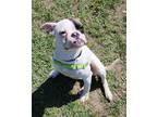 Adopt JoJo a White Boxer / Mixed Breed (Medium) / Mixed (short coat) dog in