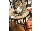 Adopt Isabel a Tiger Striped American Shorthair / Mixed (short coat) cat in