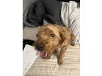 Adopt Maylie a Red/Golden/Orange/Chestnut Labradoodle / Mixed dog in Louisville