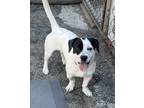 Adopt Chevy a White - with Black Dachshund / Pointer / Mixed dog in Los Angeles
