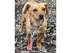 Adopt Mielle a Tan/Yellow/Fawn Dachshund / Mixed dog in Brooklyn Center