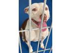 Adopt Tallulah a White American Pit Bull Terrier / Mixed Breed (Medium) / Mixed