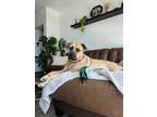 Adopt Daisy a Brown/Chocolate Black Mouth Cur / Mixed dog in Vista