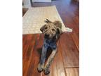 Adopt Sierra a Brindle Dutch Shepherd / Cattle Dog / Mixed dog in Chico