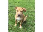 Adopt Ferrari a Tan/Yellow/Fawn American Staffordshire Terrier / Mixed dog in