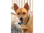 Adopt Scrappy Doo a Red/Golden/Orange/Chestnut Miniature Pinscher / Mixed dog in