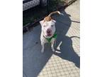 Adopt Prince a White American Pit Bull Terrier / Mixed Breed (Medium) / Mixed