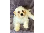 Adopt Yogi a White - with Tan, Yellow or Fawn Shih Tzu / Maltipoo / Mixed dog in
