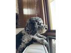 Adopt Lulu a Merle Goldendoodle / Mixed dog in Franklin, WI (41144128)