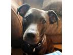 Adopt Oakley a Brindle Mountain Cur dog in Athens, TN (41164682)