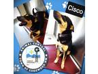 Adopt Cisco a Black Australian Kelpie / Mixed Breed (Medium) / Mixed (short