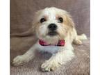 Adopt Rascal a White - with Tan, Yellow or Fawn Shih Tzu / Maltipoo / Mixed dog