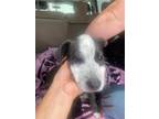 Adopt 24-225D Lexi a White Husky / Mixed Breed (Medium) / Mixed (short coat) dog
