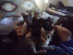 Adopt Midnight a Black & White or Tuxedo American Shorthair / Mixed (short coat)
