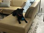 Adopt Mia a Black Labrador Retriever / Terrier (Unknown Type
