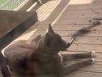 Adopt Posideon a Brown/Chocolate - with White Husky / Mixed dog in Cookeville