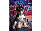 Adopt Emmett a Black - with Tan, Yellow or Fawn Australian Cattle Dog dog in