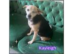 Adopt Kayleigh a Black - with Tan, Yellow or Fawn Beagle / Mixed dog in