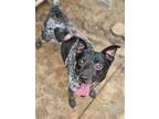 Adopt Tanner a Gray/Blue/Silver/Salt & Pepper Australian Cattle Dog / Mixed dog