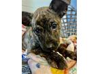 Adopt Chloe a Brindle - with White American Pit Bull Terrier / Mixed dog in