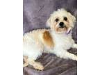 Adopt Lucy a White - with Tan, Yellow or Fawn Lhasa Apso / Maltipoo / Mixed dog