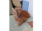 Adopt Mountain a Orange or Red Tabby American Shorthair / Mixed (medium coat)