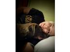 Adopt Sasha 1 a Gray/Blue/Silver/Salt & Pepper American Pit Bull Terrier / Mixed