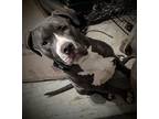 Adopt Tank a Gray/Blue/Silver/Salt & Pepper American Pit Bull Terrier / Mixed