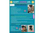Adopt Harper (STOLEN) a Gray/Blue/Silver/Salt & Pepper Miniature Schnauzer /