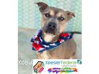 Adopt Kobu a American Pit Bull Terrier / Mixed dog in Gautier, MS (40451182)
