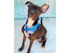 Adopt Samuel a American Pit Bull Terrier / Mixed dog in Gautier, MS (41212675)